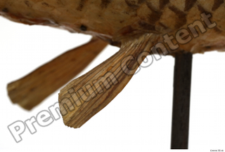 Common chub Squalius cephalus belly fin 0002.jpg